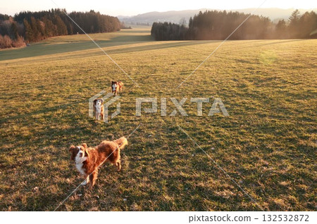 Three dogs are running in a field 132532872