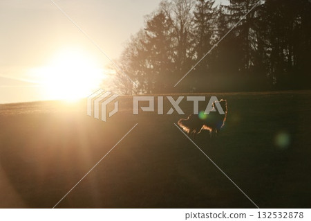 Dog is running in a field with the sun shining on it Dog is running in a field with the sun shining on it 132532878