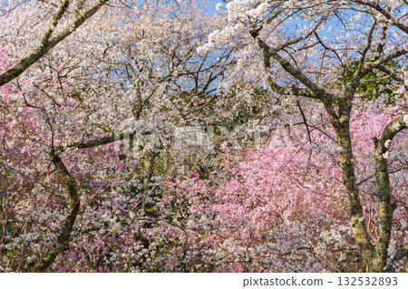 Spring in Nara: Japan's best cherry blossom viewing spot, Shimosenbon, Mt. Yoshino Spring in Nara: Japan's best cherry blossom viewing spot, Shimosenbon, Mt. Yoshino 132532893