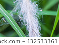 Cloudy day: Close-up of fluffy grass by the water 132533361