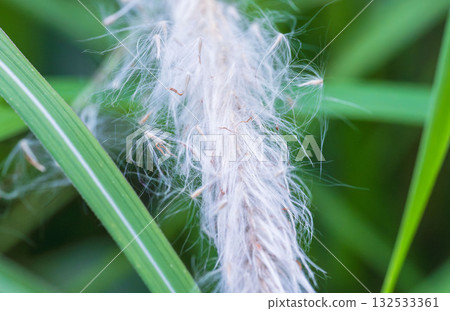 Cloudy day: Close-up of fluffy grass by the water 132533361