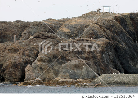 Island penguin breeding ground Island penguin breeding ground 132533364