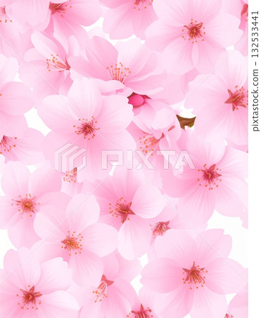 Pink cherry blossoms blooming all over the tree branches. Pink cherry blossoms blooming all over the tree branches. 132533441