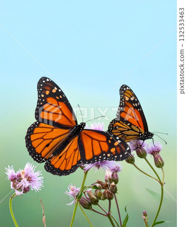 Colorful butterflies and flowers decorate a beautiful spring garden 132533463