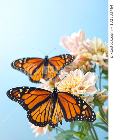 Colorful butterflies and flowers decorate a beautiful spring garden Colorful butterflies and flowers decorate a beautiful spring garden 132533464