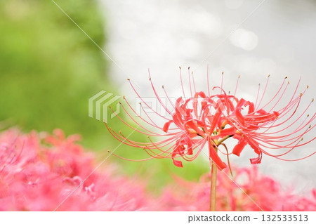 Sparkling red spider lilies stand out among the greenery Sparkling red spider lilies stand out among the greenery 132533513