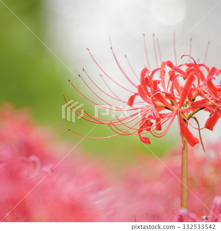Sparkling red spider lilies stand out among the greenery Sparkling red spider lilies stand out among the greenery 132533542