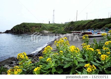 Cape Nosappu, Nemuro City, Hokkaido: A view of the fishing port and flowers blooming on the coast Cape Nosappu, Nemuro City, Hokkaido: A view of the fishing port and flowers blooming on the coast 132533711