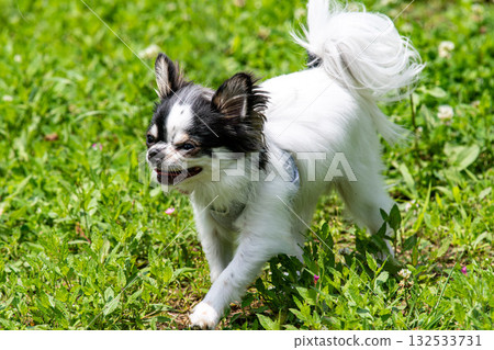 A very cuddly Chihuahua A very cuddly Chihuahua 132533731