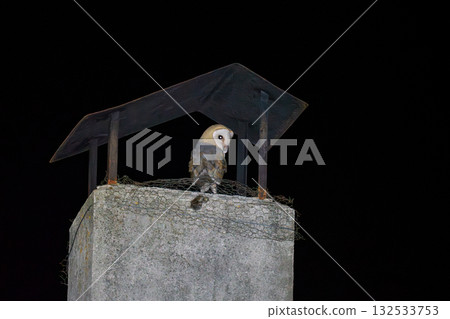 Barn Owl Perched on a Chimney at Night 132533753