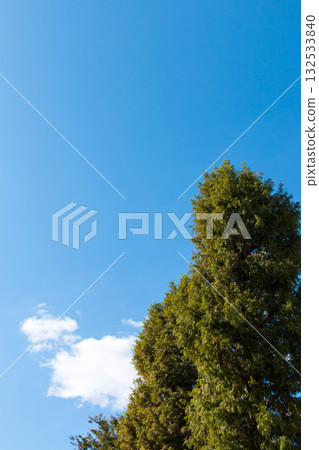 Refreshing sky and trees Refreshing sky and trees 132533840