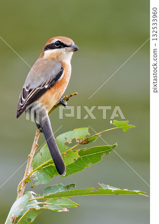 一隻雄性伯勞鳥棲息在河岸邊的一根樹枝上。 一隻雄性伯勞鳥棲息在河岸邊的一根樹枝上。 132533960