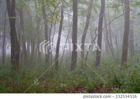 森林被霧包裹著 132534316