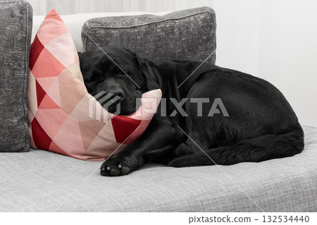 Sleeping black labrador curled up on couch against patterned cushion in bright living room Sleeping black labrador curled up on couch against patterned cushion in bright living room 132534440
