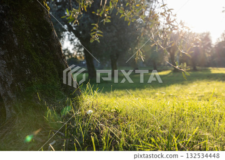 Artistic sunset light illuminates olive grove with close-up of grass and tree trunk from below 132534448