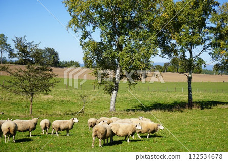 Sheep grazing peacefully 132534678