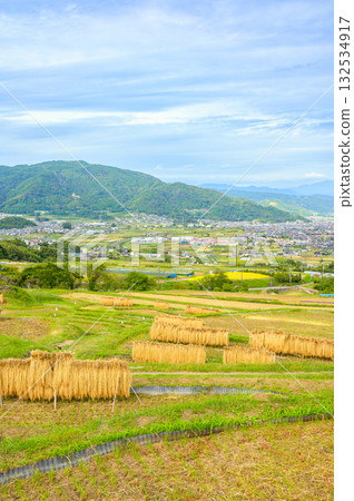 The scenery of rice racks and the Zenkoji Plain below [Obasute Rice Terraces] 132534917