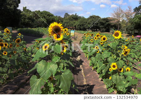 Sunflowers blooming in autumn Sunflowers blooming in autumn 132534970