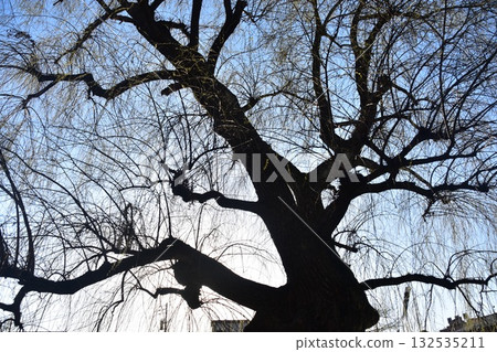 日本岐阜縣高山市－春季高山祭期間，旅遊景點中橋周圍的街道，在湛藍的天空和搖曳的柳樹映襯下，顯得格外美麗。 132535211