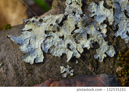 Lichen varieties Parmelia Hypogymnia and Physcia growing on a decaying tree trunk in a forest during early morning light 132535281