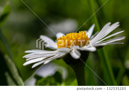 Common Daisy blooming in a sunny meadow during spring showcasing vibrant yellow center and white petals against lush green grass Common Daisy blooming in a sunny meadow during spring showcasing vibrant yellow center and white petals against lush green grass 132535283