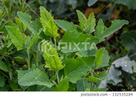 Chenopodium album growing in a lush garden setting showcasing vibrant green leaves during the late afternoon light Chenopodium album growing in a lush garden setting showcasing vibrant green leaves during the late afternoon light 132535284