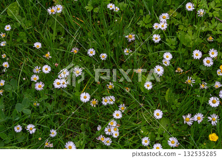 Common daisies bloom abundantly on a grassy lawn in spring creating a cheerful landscape filled with white petals and vibrant yellow centers 132535285