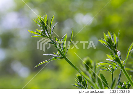 Exploring Galium aparine growth in natural surroundings during springtime conditions under gentle daylight 132535286