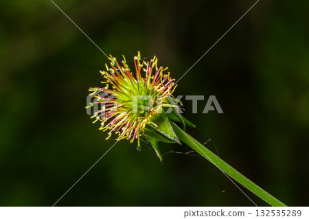 Wood avens showing distinctive hooked seed heads in a natural setting during late spring in a serene forest environment Wood avens showing distinctive hooked seed heads in a natural setting during late spring in a serene forest environment 132535289