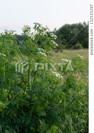 Conium maculatum showcases its white umbel flower clusters in a natural setting during the late afternoon light Conium maculatum showcases its white umbel flower clusters in a natural setting during the late afternoon light 132535297