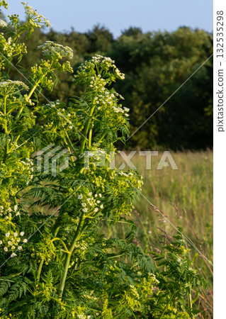 Poison hemlock in a natural setting showcasing clusters of white flowers and lush green foliage in a field during a sunny day Poison hemlock in a natural setting showcasing clusters of white flowers and lush green foliage in a field during a sunny day 132535298