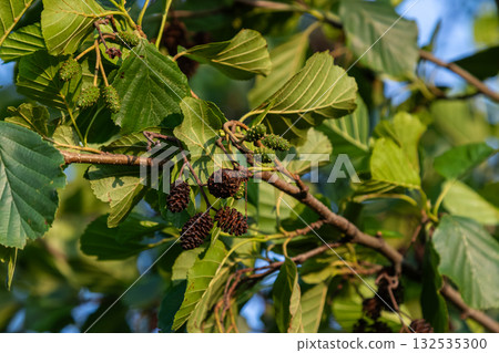 Common alder branches showcasing ripe cones and fresh green leaves in a sunlit forest during late spring Common alder branches showcasing ripe cones and fresh green leaves in a sunlit forest during late spring 132535300