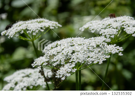 Ground elder flowers bloom in clusters under soft sunlight in a lush green landscape showcasing delicate white blossoms and an inviting natural habitat 132535302