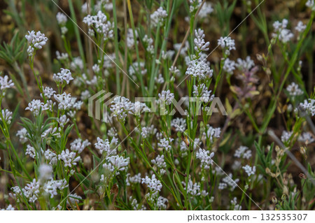 Common Madder blooms in a sunny meadow showcasing delicate white flowers during spring growth season in nature Common Madder blooms in a sunny meadow showcasing delicate white flowers during spring growth season in nature 132535307