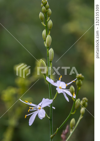 Branched St Bernard's-lily showcases delicate white flowers and green buds against a blurred natural background in a vibrant garden setting 132535309