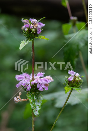 Blooming Phlomoides tuberosa displays delicate purple flowers amid a lush green backdrop in the wild during springtime 132535310