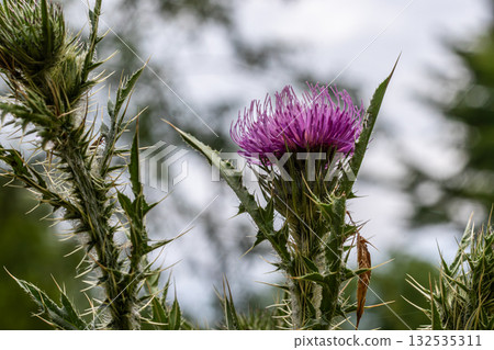 Spear thistle blooms vibrantly in a natural setting showcasing unique features and textures during a serene afternoon Spear thistle blooms vibrantly in a natural setting showcasing unique features and textures during a serene afternoon 132535311
