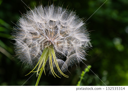 Dandelion puff ball showing intricate details of seeds ready to disperse in a lush green garden during bright daylight Dandelion puff ball showing intricate details of seeds ready to disperse in a lush green garden during bright daylight 132535314