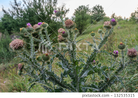 Spear thistle blooms amidst green landscape showcasing various stages of growth in a natural habitat 132535315
