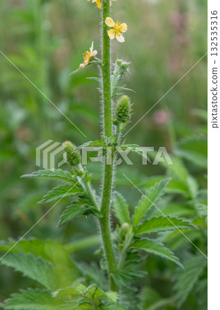 Common Agrimony plants in a natural setting with yellow flowers and green foliage during a sunny day in early summer 132535316
