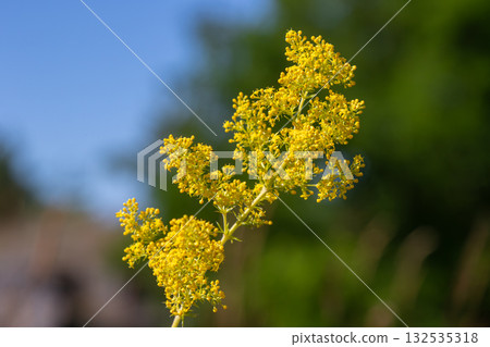 Galium verum commonly known as Lady's bedstraw showcases its vibrant yellow flowers in a natural setting during sunny spring days Galium verum commonly known as Lady's bedstraw showcases its vibrant yellow flowers in a natural setting during sunny spring days 132535318