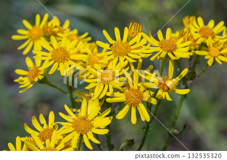 Vibrant clusters of Jacobaea vulgaris blooming in a natural habitat during the late summer attracting pollinators and showcasing brilliant yellow color Vibrant clusters of Jacobaea vulgaris blooming in a natural habitat during the late summer attracting pollinators and showcasing brilliant yellow color 132535320