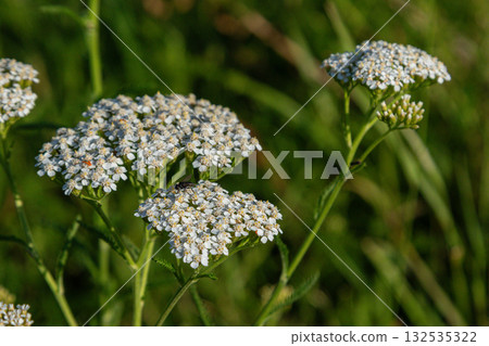 Common yarrow blooms in a sunlit meadow showcasing clusters of delicate white flowers amidst lush green foliage during early summer Common yarrow blooms in a sunlit meadow showcasing clusters of delicate white flowers amidst lush green foliage during early summer 132535322