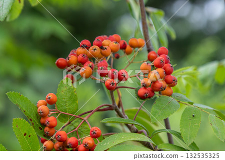 Red and orange berries of Sorbus aucuparia on a branch in a lush green environment during late summer or early autumn Red and orange berries of Sorbus aucuparia on a branch in a lush green environment during late summer or early autumn 132535325