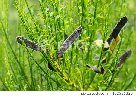 Cytisus scoparius plants with mature seed pods growing in a lush green environment under bright natural light Cytisus scoparius plants with mature seed pods growing in a lush green environment under bright natural light 132535326