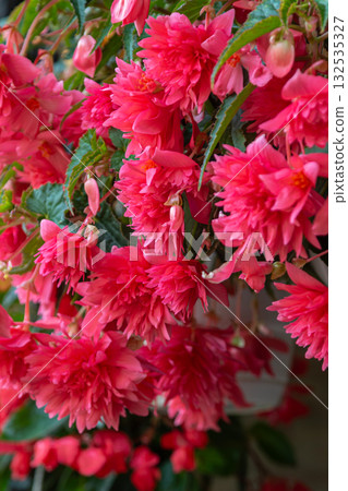 Vibrant blooms of Begonia Tuberhybrida showcasing bright pink flowers in full bloom during spring in a garden setting 132535327