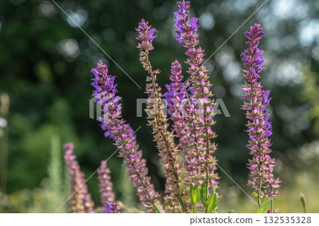 Woodland sage blossoms thriving in late spring under bright sunlight in a lush garden setting 132535328