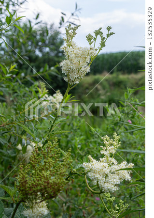 Meadowsweet plants flourish in a lush green meadow under a partly cloudy sky during summer Meadowsweet plants flourish in a lush green meadow under a partly cloudy sky during summer 132535329