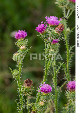 Exploring Cirsium vulgare the vibrant spear thistle showcasing bold purple flowers and spiky foliage in a natural habitat during mid-summer Exploring Cirsium vulgare the vibrant spear thistle showcasing bold purple flowers and spiky foliage in a natural habitat during mid-summer 132535330