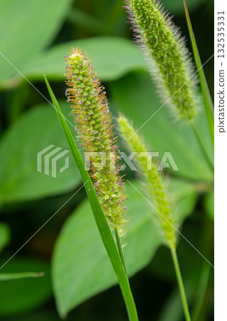 Yellow foxtail grass blooms in a lush green setting during a sunny day in a natural habitat Yellow foxtail grass blooms in a lush green setting during a sunny day in a natural habitat 132535331